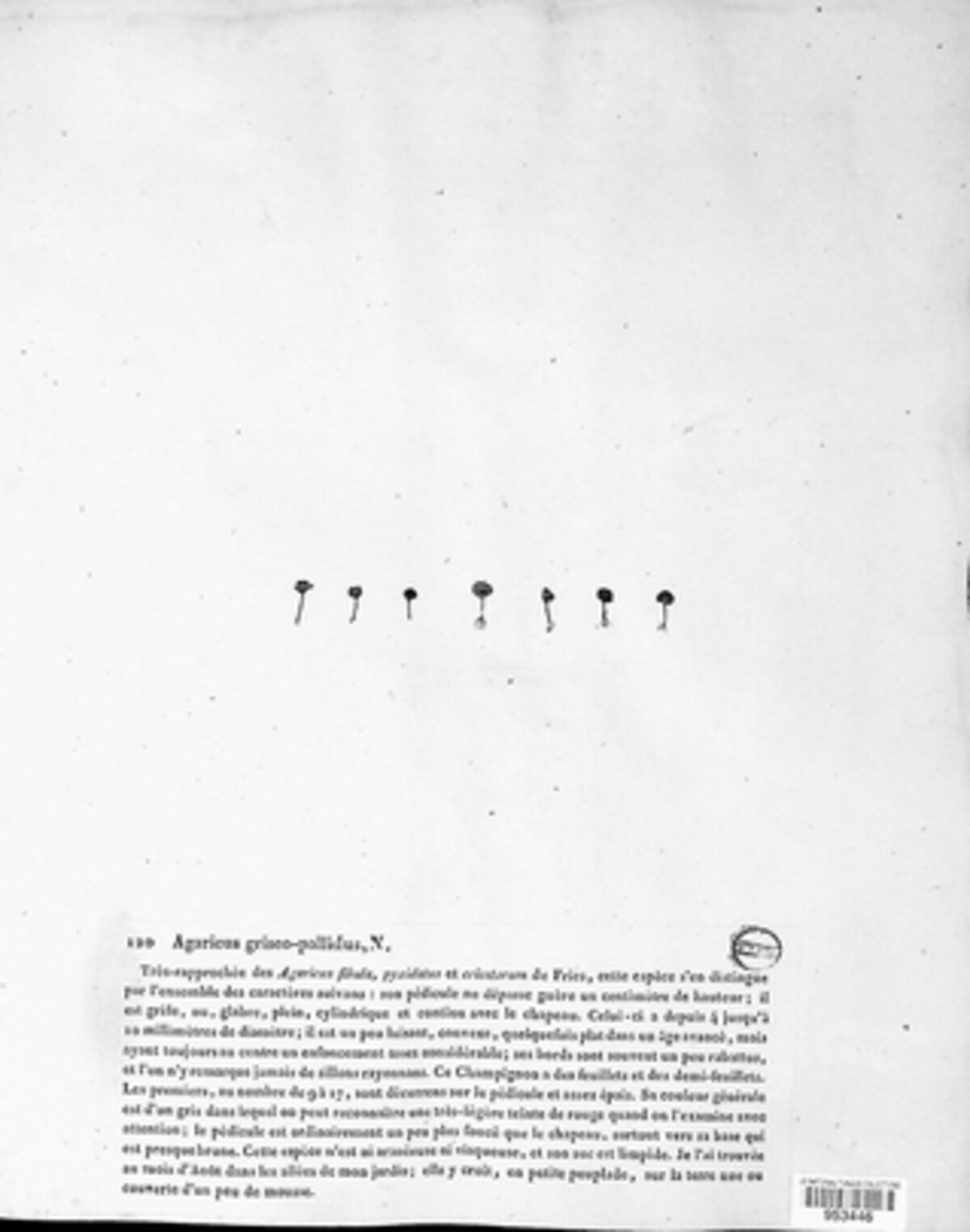 Arrhenia griseopallida image